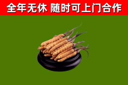 新津烟酒回收冬虫夏草.jpg