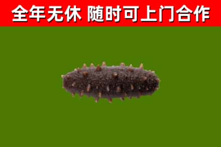 新津烟酒回收干海参.jpg